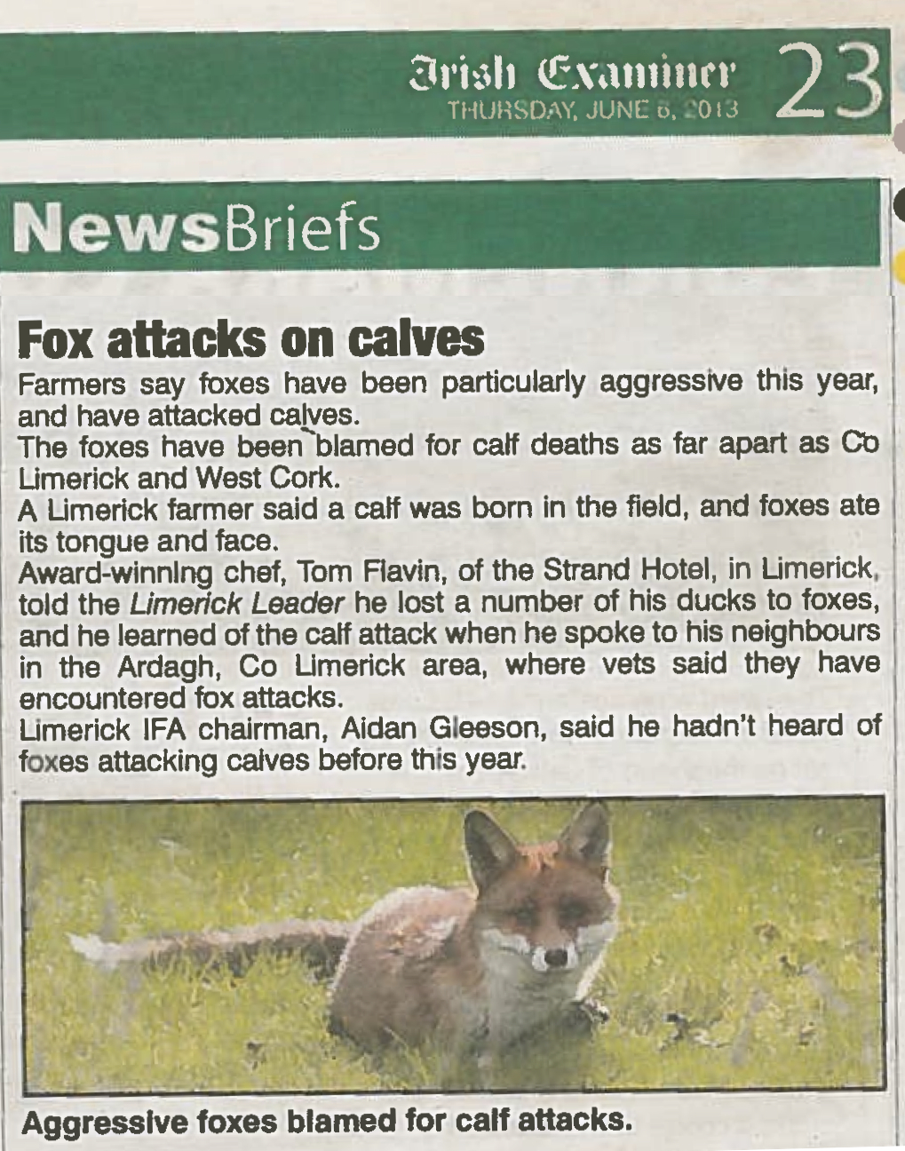 Fox Attackes on Calves 03