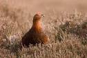 RedGrouse01